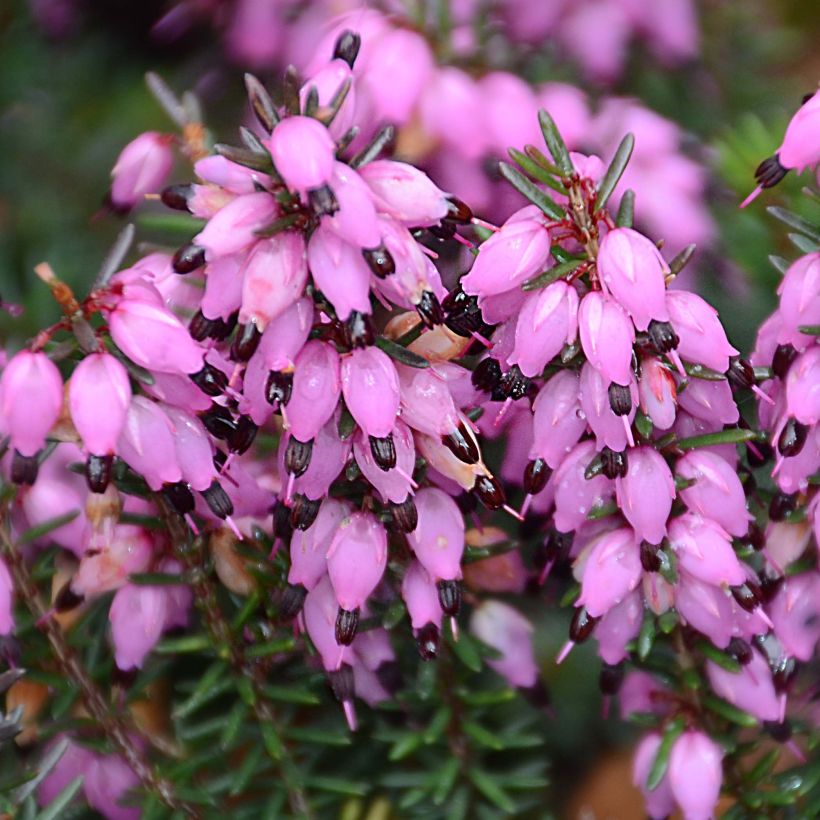Winterblühende Heide Winter Belles Tylou - Erica darleyensis (Flowering)