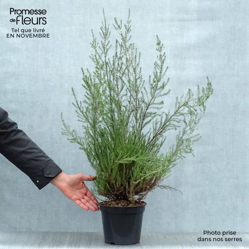 Example of Erica mediterranea - Heide Topf mit 3L/4L as you get in automne