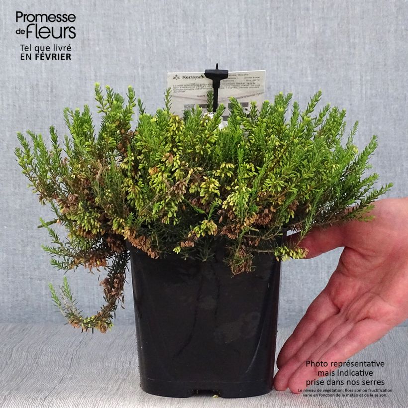 Example of Schnee-Heide Rosalie - Erica carnea Topf mit 2L/3L as you get in automne