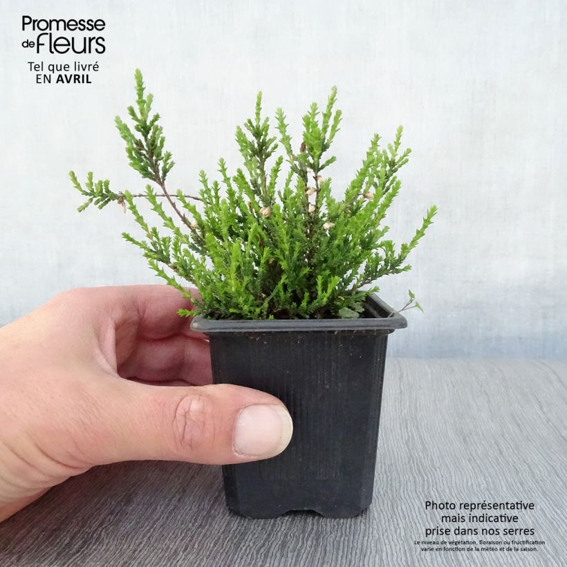 Exemplar von Besenheide Marlies - Calluna vulgaris Kleine Töpfe von 8/9 cm wie im Frühjahr geliefert