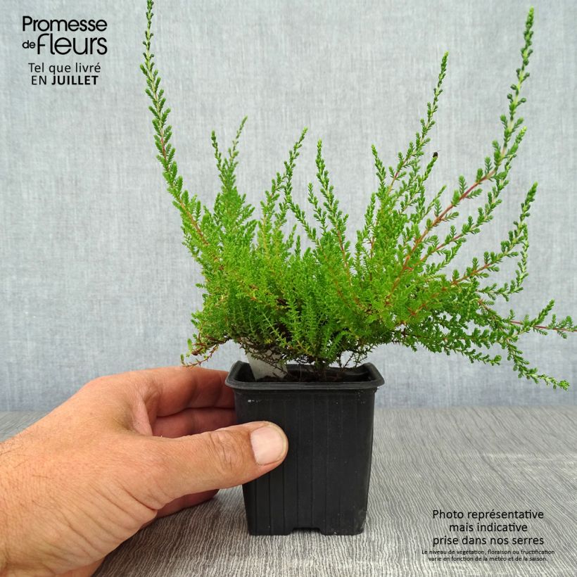 Exemplar von Besenheide Spring Torch - Calluna vulgaris Kleine Töpfe von 8/9 cm wie im Sommer geliefert