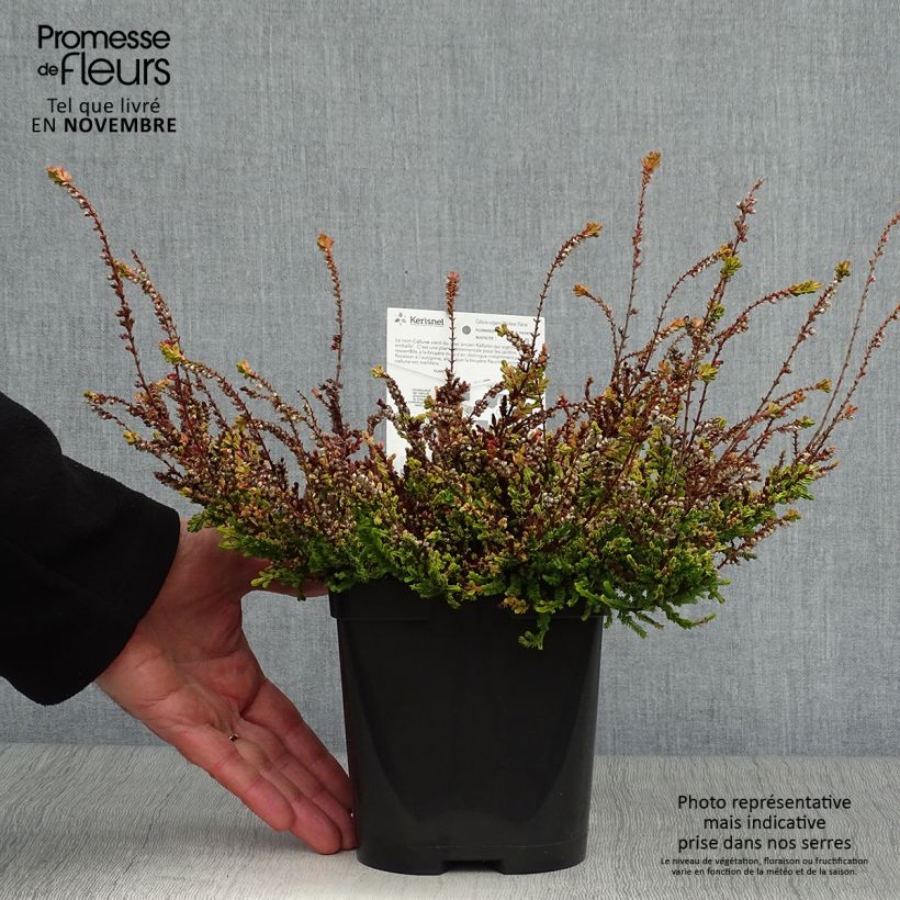 Example of Besenheide Wickwar Flame - Calluna vulgaris Topf mit 2L/3L as you get in automne