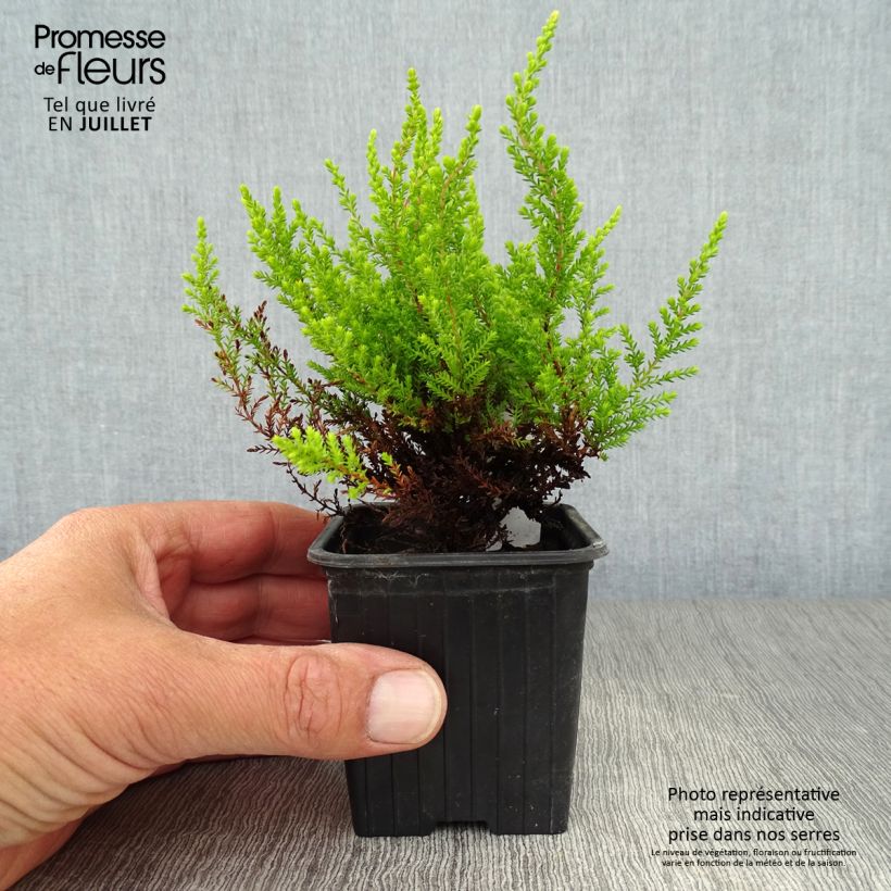 Example of Besenheide Winter Chocolate - Calluna vulgaris Kleine Töpfe von 8/9 cm as you get in ete