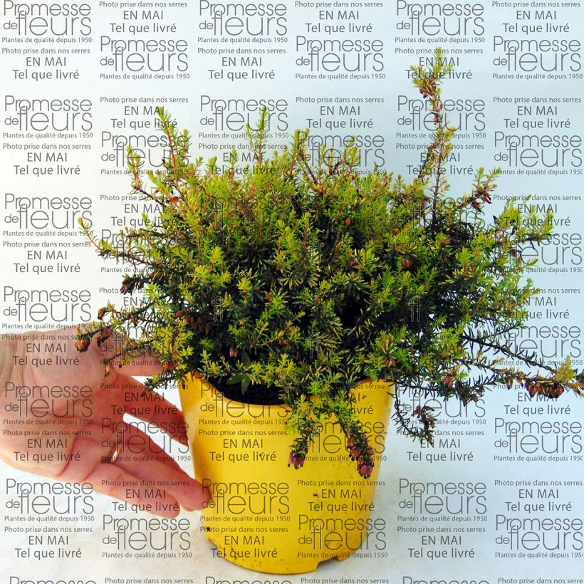 Example of Winterblühende Heide Winter Belles Tylou - Erica darleyensis Topf mit 2L/3L as you get
