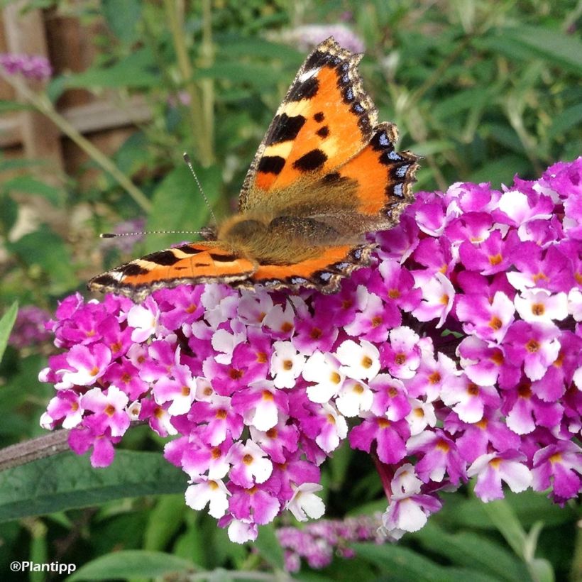 Buddleja davidii Berries and Cream - Sommerflieder (Flowering)