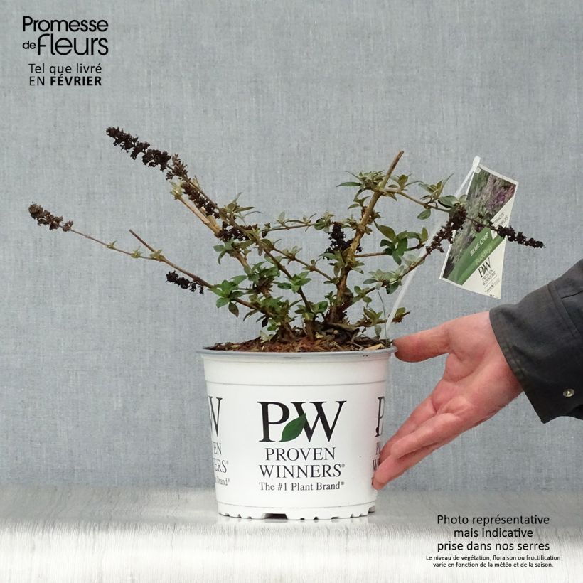 Example of Buddleja Blue Chip - Sommerflieder Topf mit 4L/5L as you get in hiver