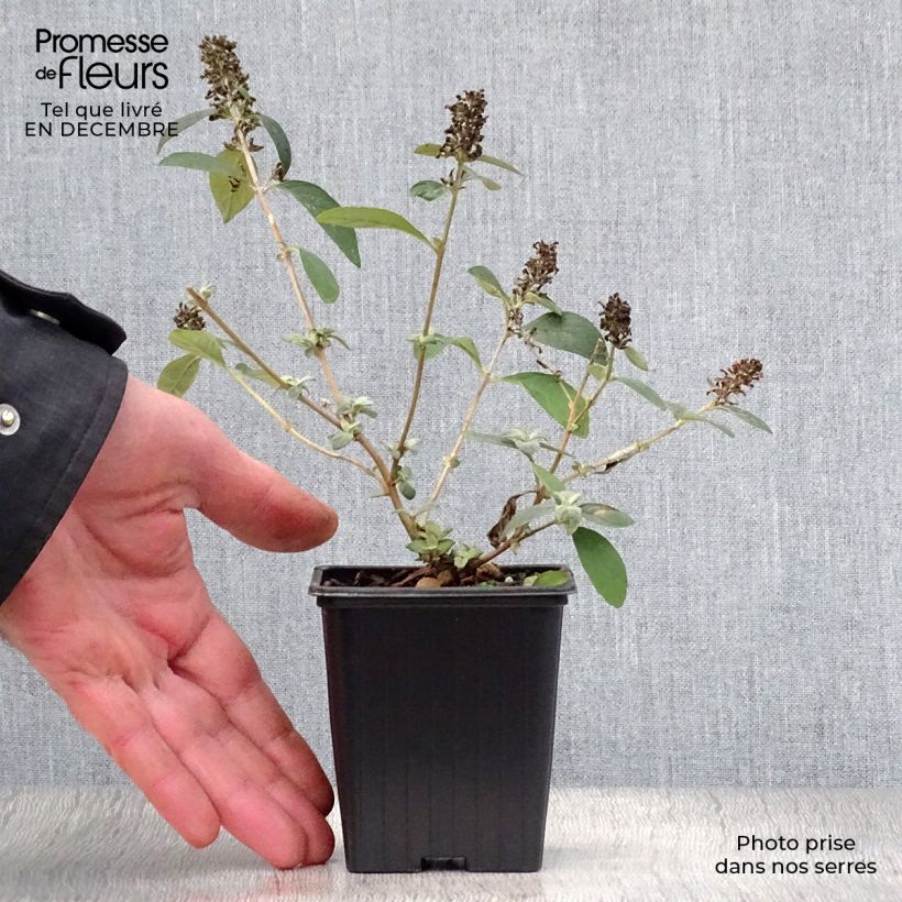 Example of Buddleja Blue Chip - Sommerflieder Kleine Töpfe von 8/9 cm as you get in hiver