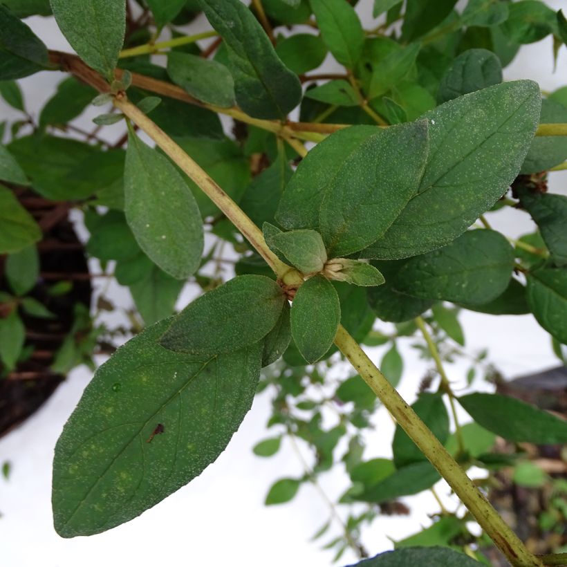 Buddleja Blue Chip - Sommerflieder (Foliage)