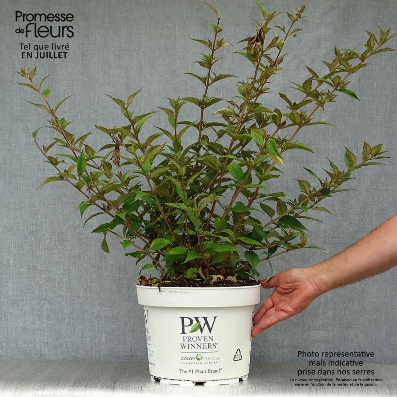 Exemplar von Buddleja Blue Chip - Sommerflieder Topf mit 7,5L/10L wie im Sommer geliefert