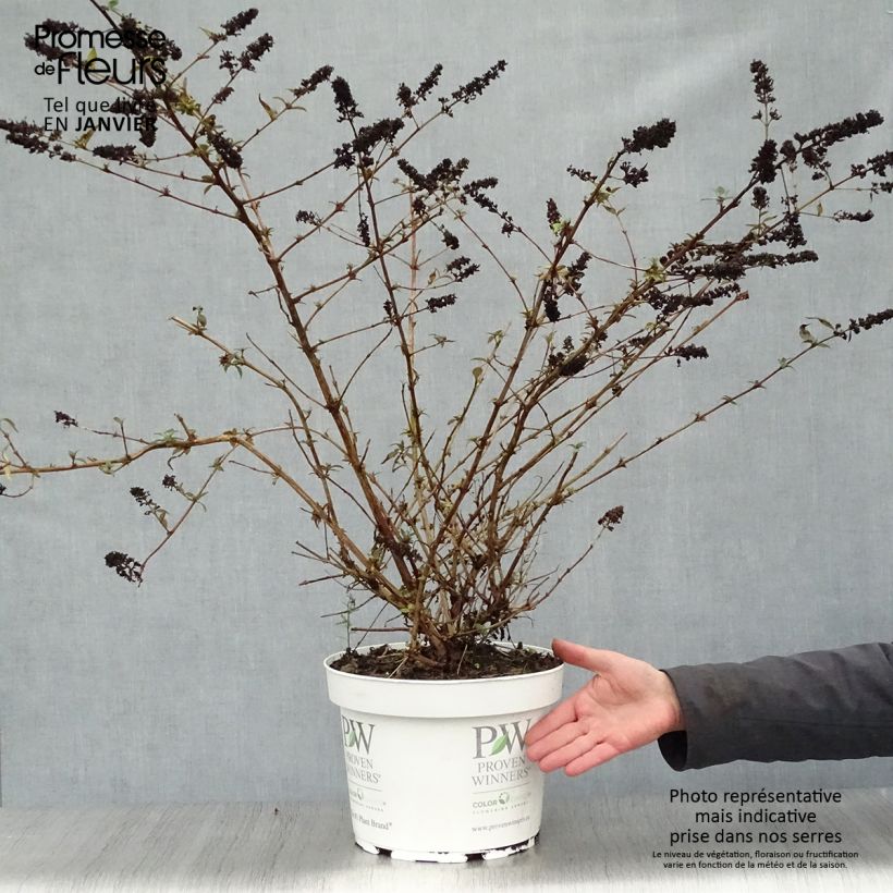 Exemplar von Buddleja Blue Chip - Sommerflieder Topf mit 7,5L/10L wie im Winter geliefert