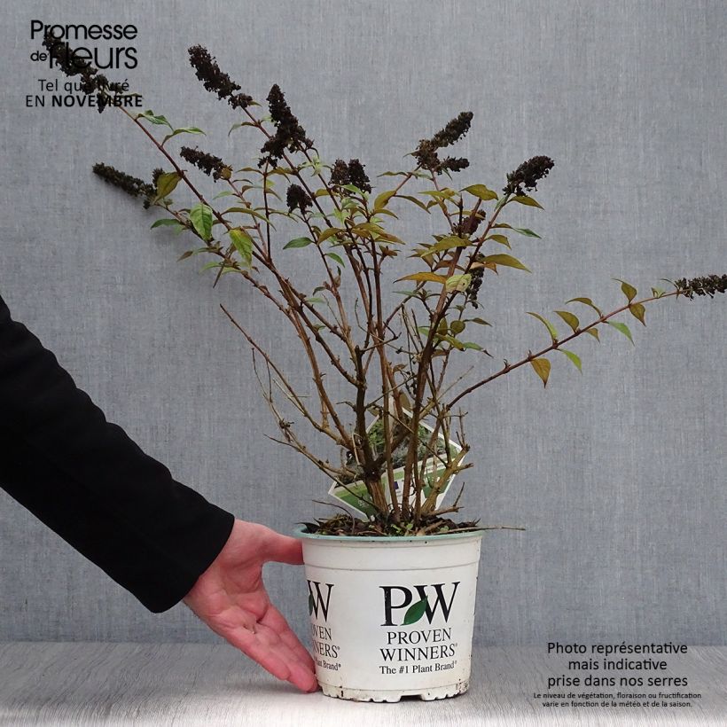Example of Buddleja Blue Chip - Sommerflieder Topf mit 2L/3L as you get in automne