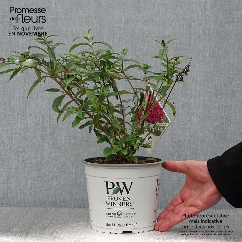 Example of Buddleja Miss Ruby - Sommerflieder Topf mit 3L/4L as you get in automne