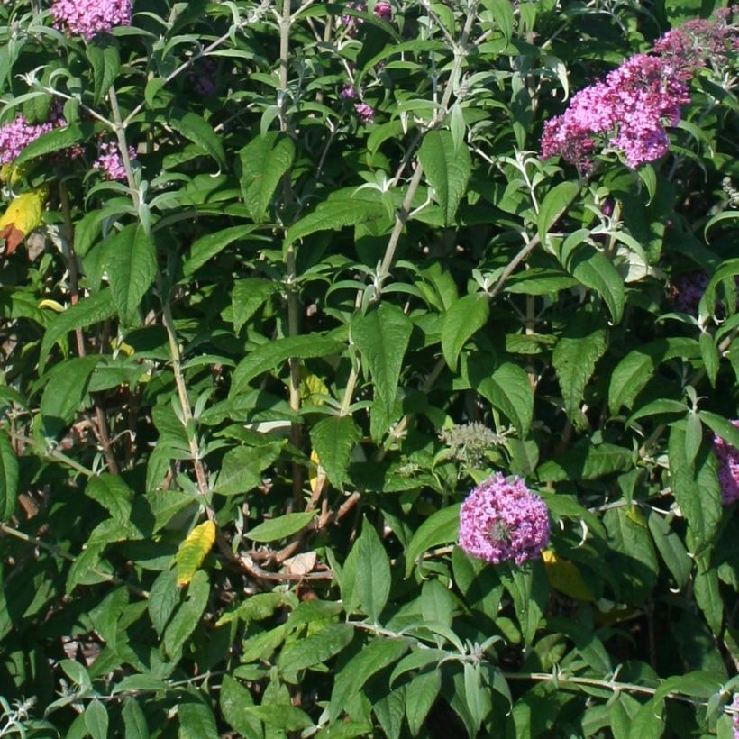 Buddleja davidii Pink Panther - Sommerflieder (Foliage)