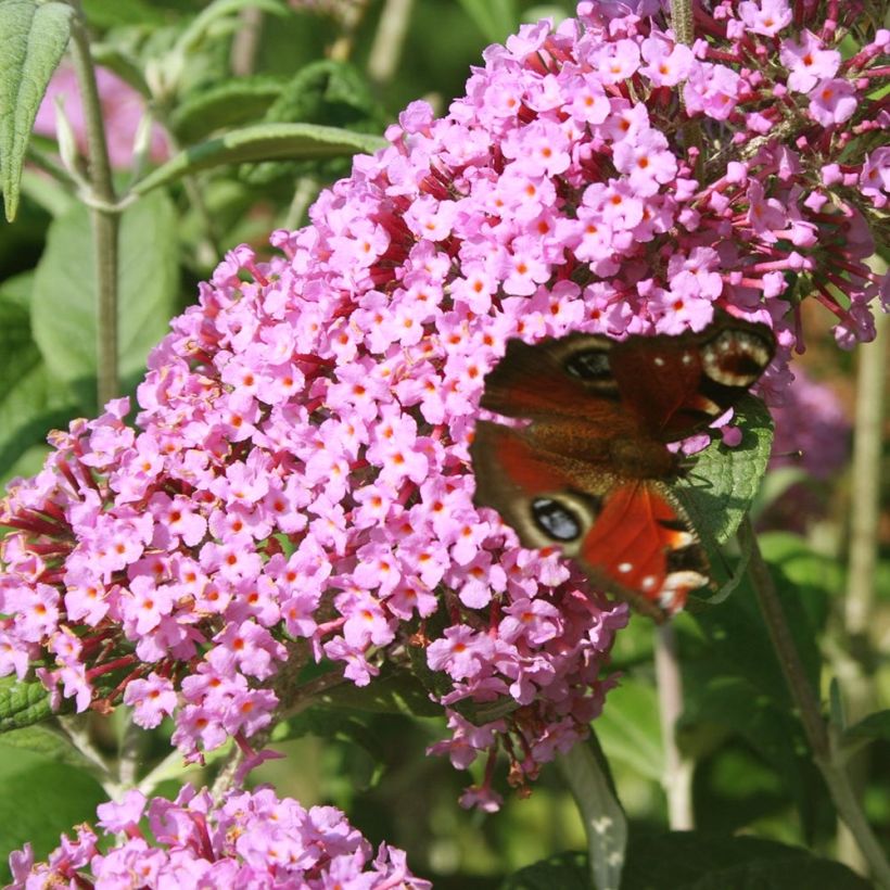 Buddleja davidii Pink Panther - Sommerflieder (Flowering)