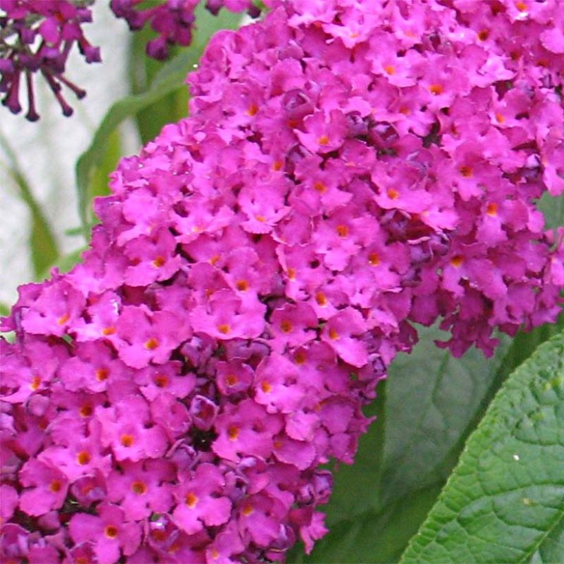 Buddleja davidii Royal Red - Sommerflieder (Flowering)