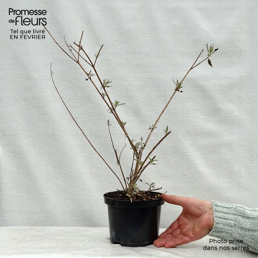 Exemplar von Buddleja davidii Royal Red - Sommerflieder Topf mit 2L/3L wie im Winter geliefert