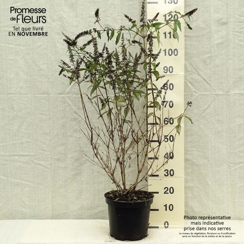 Example of Buddleja davidii Royal Red - Sommerflieder Topf mit 7,5L/10L as you get in automne