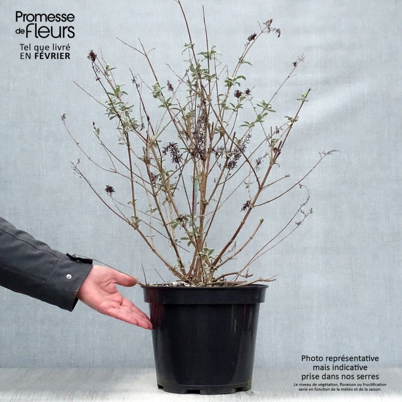 Exemplar von Buddleja davidii Royal Red - Sommerflieder Topf mit 7,5L/10L wie im Winter geliefert