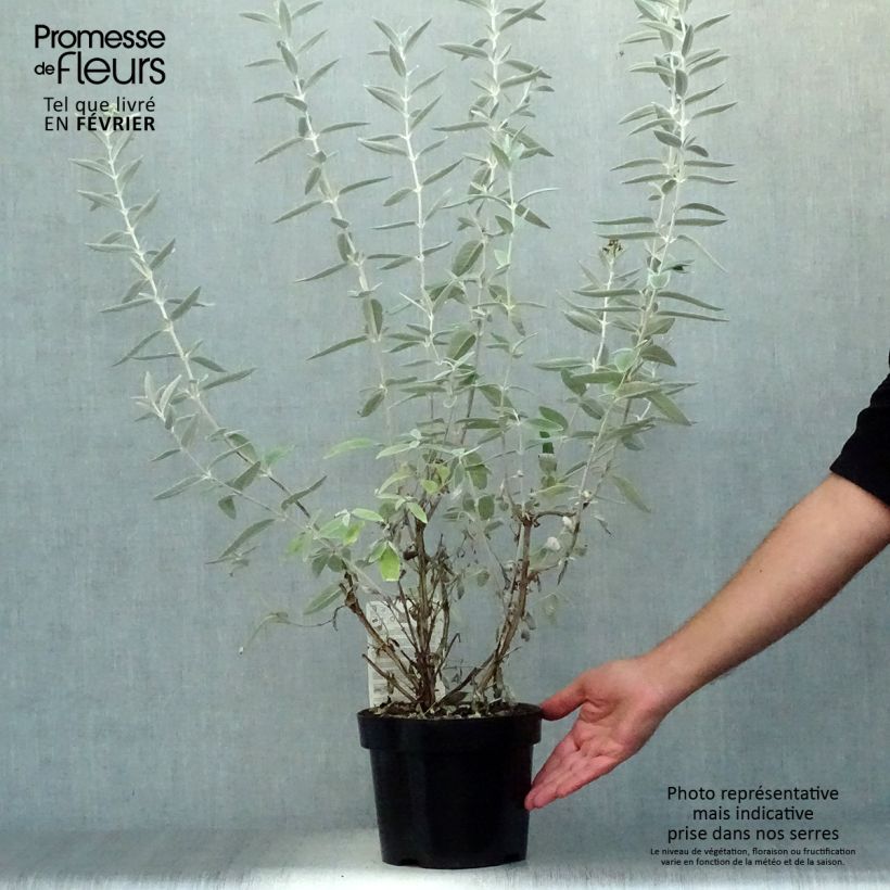 Example of Buddleja Silver Anniversary - Sommerflieder Topf mit 3L/4L as you get in automne