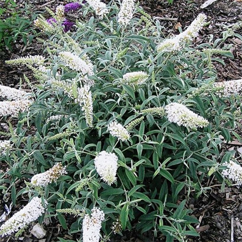 Buddleja davidii White Ball - Sommerflieder (Flowering)