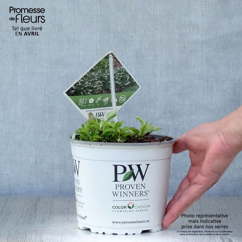 Exemplar von Buddleja White Chip - Sommerflieder Topf mit 2L/3L wie im Frühjahr geliefert