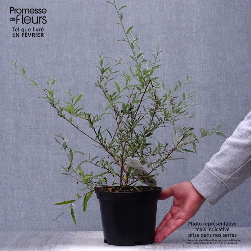 Example of Buddleja alternifolia - Wechselblättriger Sommerflieder Topf mit 3L/4L as you get in automne