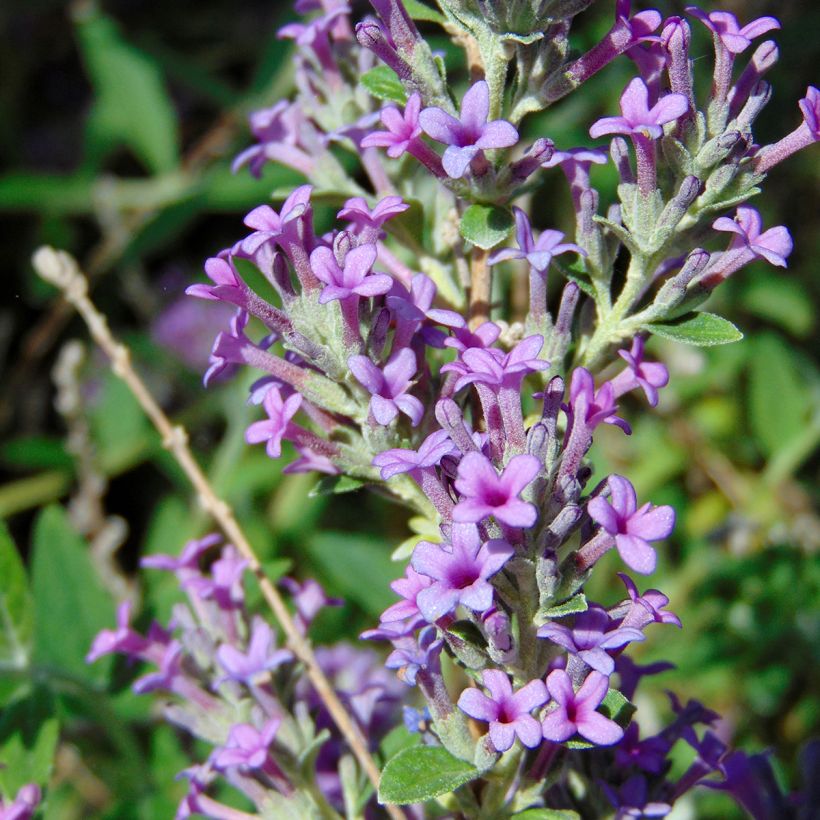 Buddleja alternifolia Unique - Wechselblättriger Sommerflieder (Flowering)