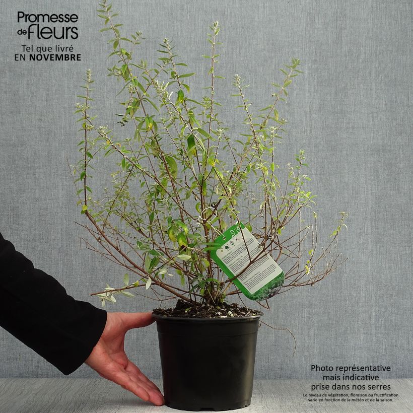 Example of Buddleja alternifolia Unique - Wechselblättriger Sommerflieder Topf mit 3L/4L as you get in automne
