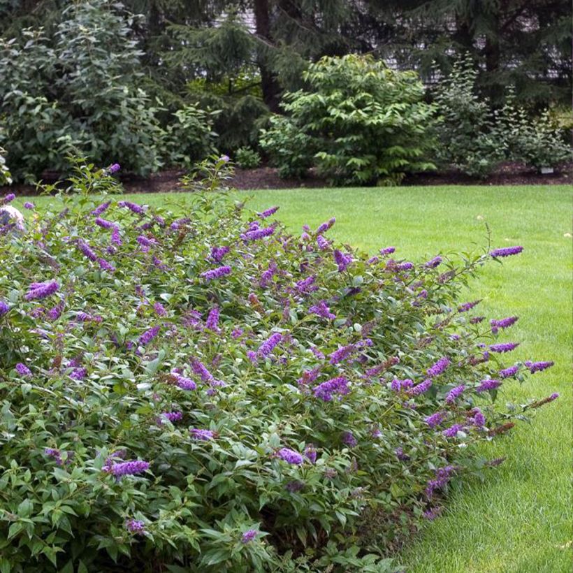 Buddleja Blue Chip - Sommerflieder (Plant habit)