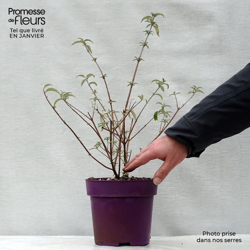 Exemplar von Buddleja davidii Berries and Cream - Sommerflieder Topf mit 3L/4L wie im Winter geliefert