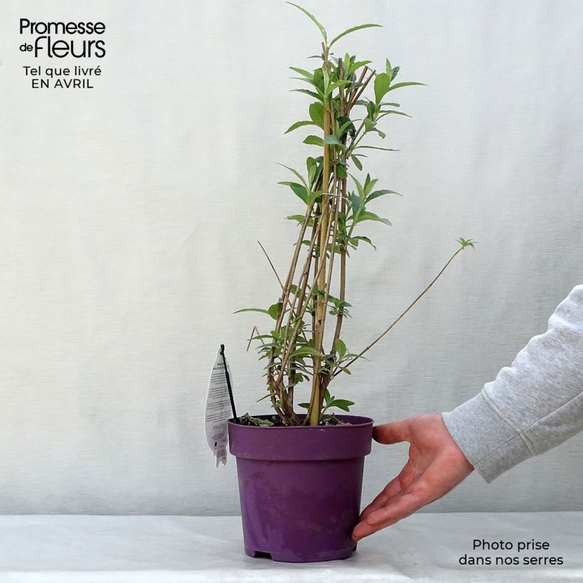 Exemplar von Buddleja davidii Berries and Cream - Sommerflieder Topf mit 3L/4L wie im Frühjahr geliefert