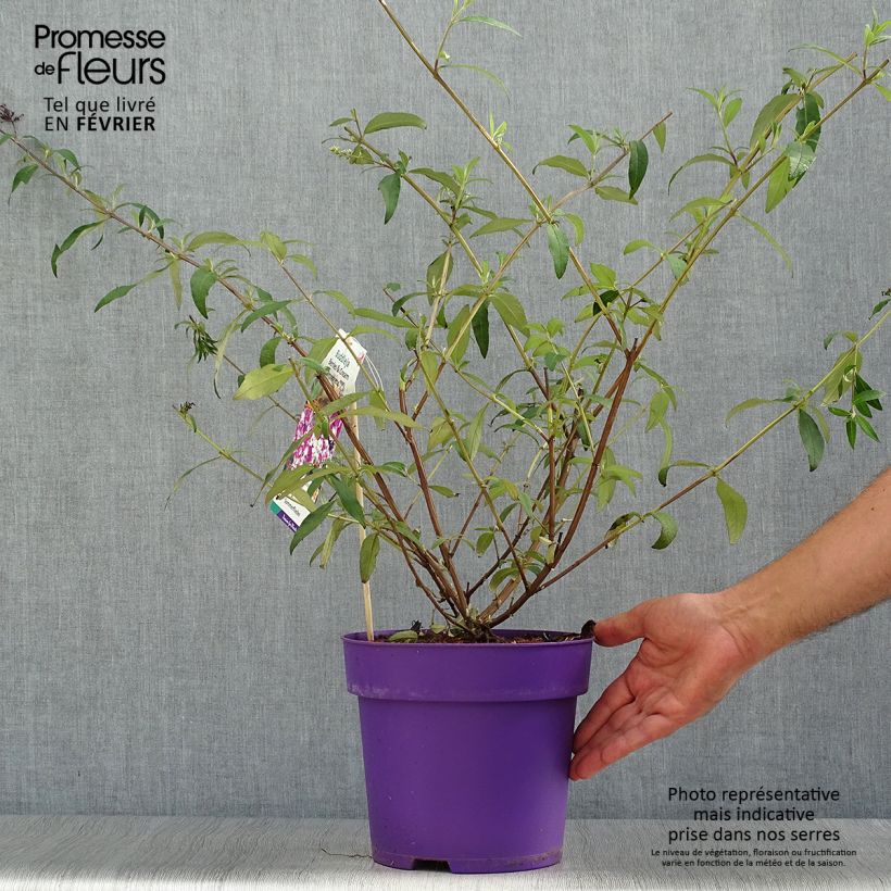 Example of Buddleja davidii Berries and Cream - Sommerflieder Topf mit 3L/4L as you get in automne