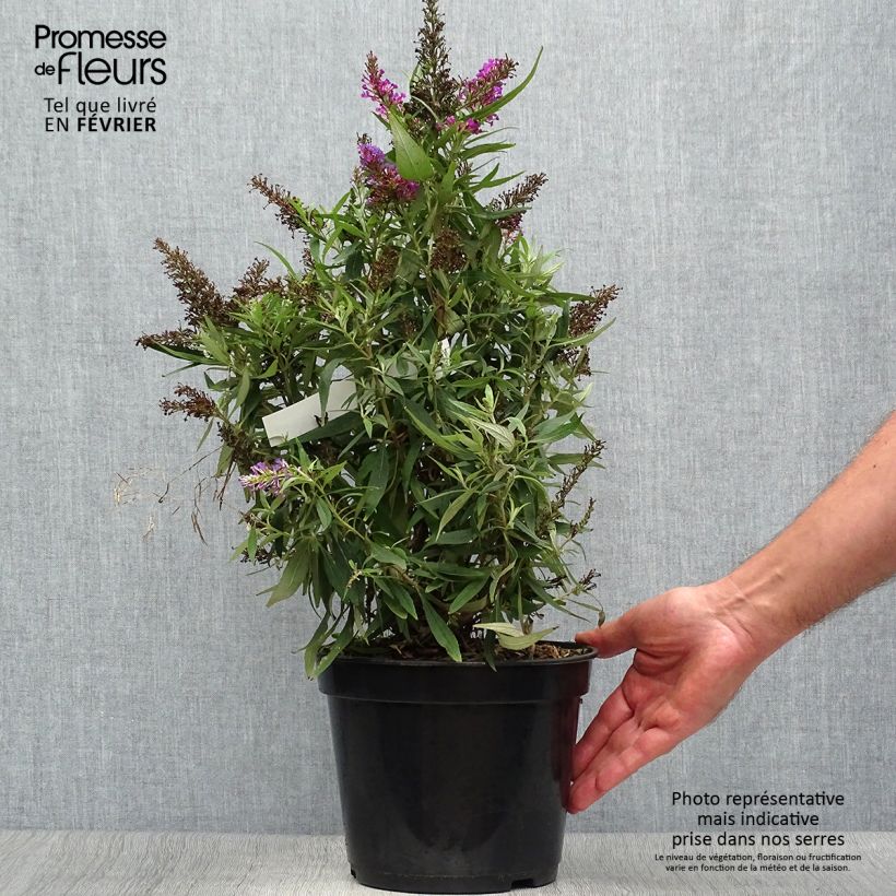 Example of Buddleja davidii Butterfly Tower - Sommerflieder Topf mit 4L/5L as you get in automne