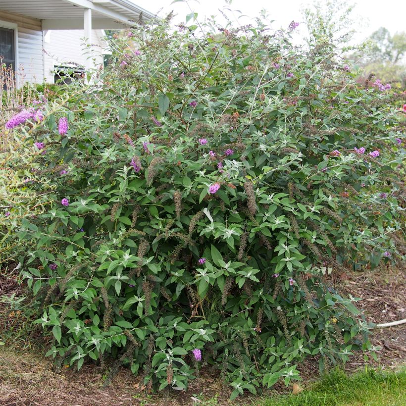 Buddleja Flower Power - Sommerflieder (Foliage)