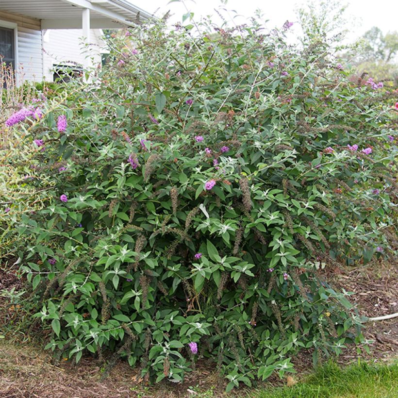 Buddleja Flower Power - Sommerflieder (Plant habit)
