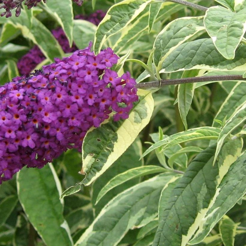 Buddleja davidii Harlequin - Sommerflieder (Foliage)