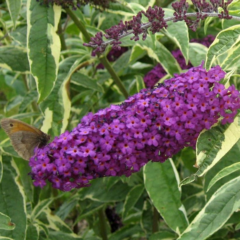 Buddleja davidii Harlequin - Sommerflieder (Flowering)