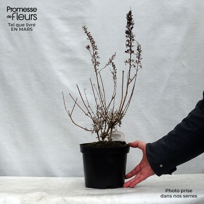 Exemplar von Buddleja davidii Marbled White - Sommerflieder Topf mit 2L/3L wie im Frühjahr geliefert