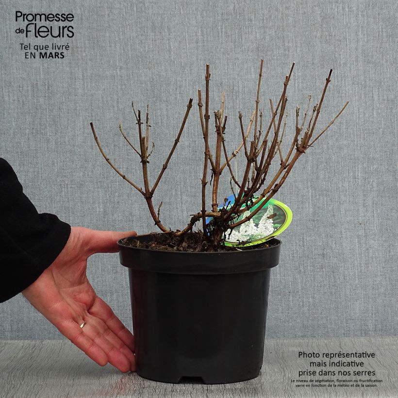 Exemplar von Buddleja davidii Marbled White - Sommerflieder Topf mit 2L/3L wie im Winter geliefert