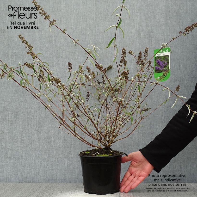 Example of Buddleja davidii Nanho Blue - Sommerflieder Topf mit 3L/4L as you get in automne