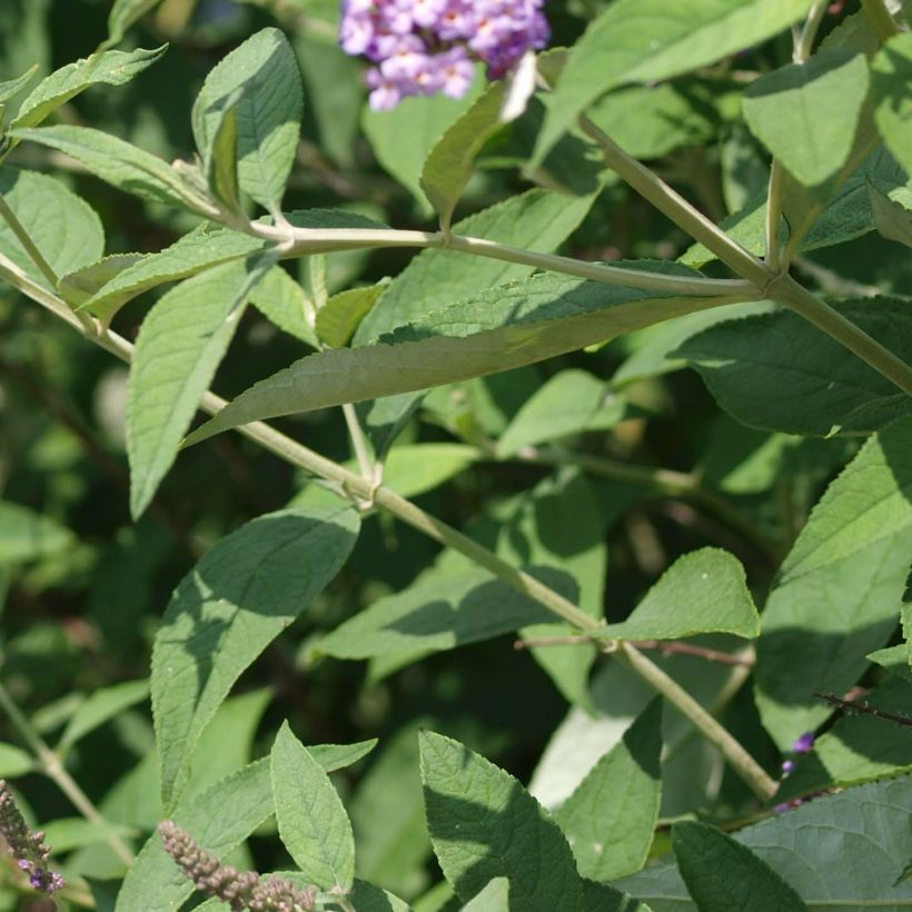 Buddleja davidii Nanho Purple - Sommerflieder (Foliage)