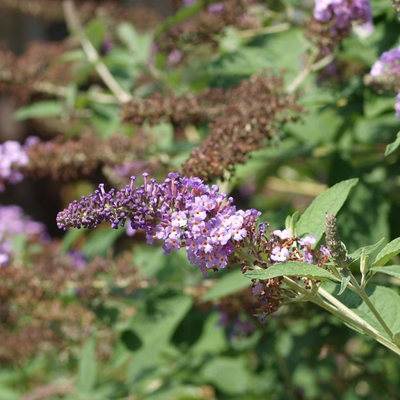 Buddleja davidii Nanho Purple - Sommerflieder (Flowering)