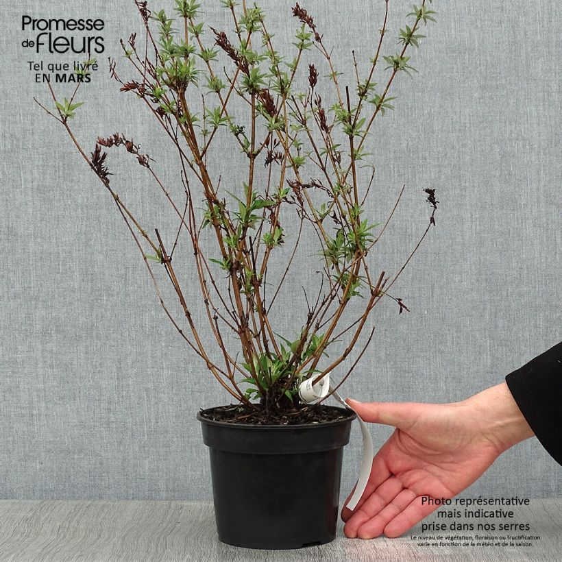 Exemplar von Buddleja davidii Nanho White - Sommerflieder Topf mit 2L/3L wie im Winter geliefert