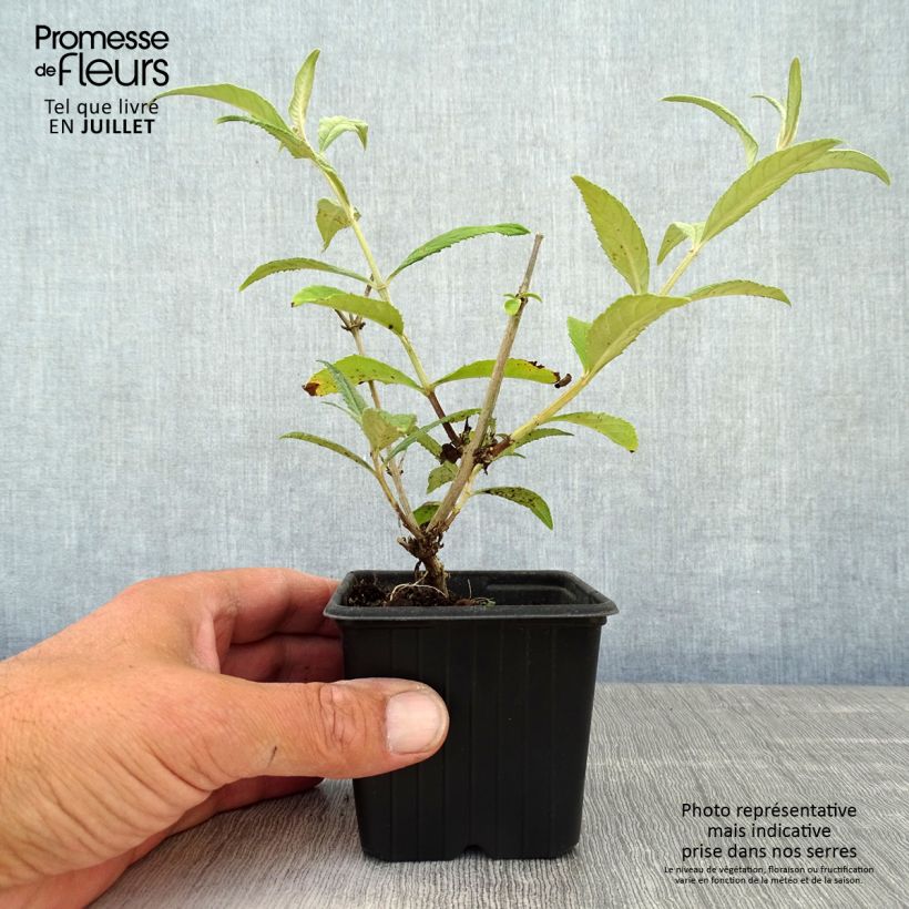 Exemplar von Buddleja davidii Pink Delight - Sommerflieder Kleine Töpfe von 8/9 cm wie im Sommer geliefert