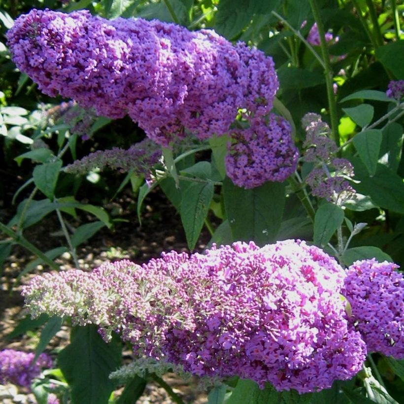 Buddleja davidii Rêve de Papillon Pink - Sommerflieder (Flowering)