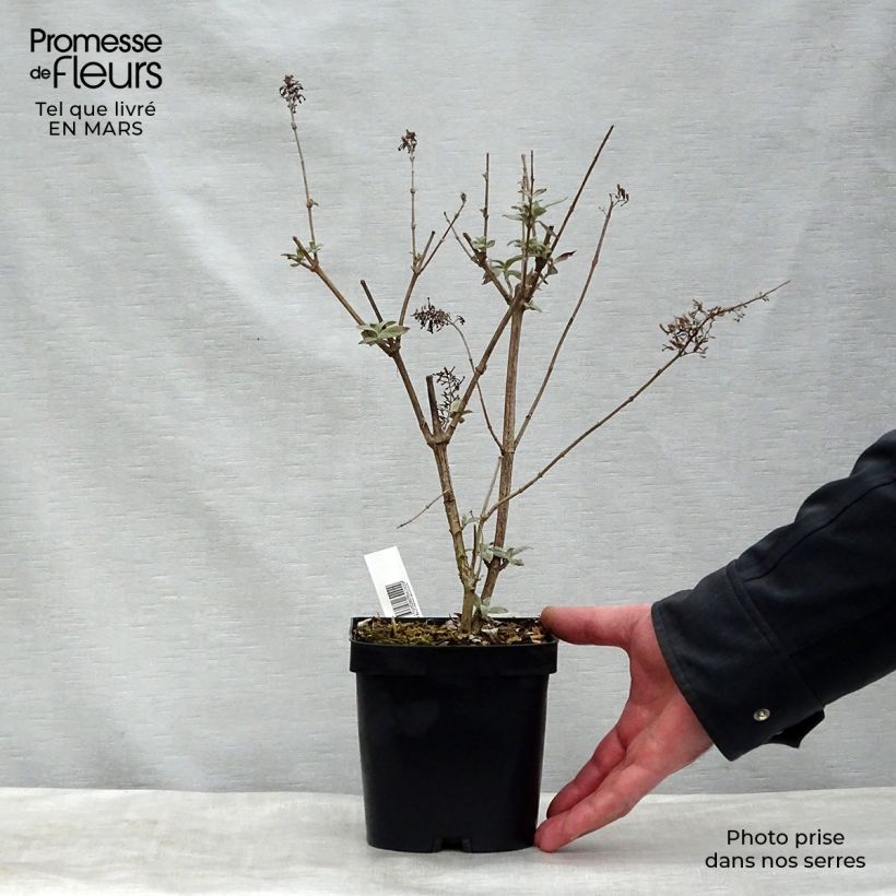 Exemplar von Buddleja davidii Rêve de Papillon Pink - Sommerflieder Topf mit 2L/3L wie im Winter geliefert