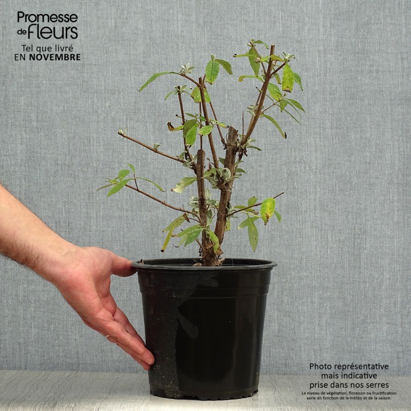 Example of Buddleja davidii Rêve de Papillon Pink - Sommerflieder Topf mit 4L/5L as you get in automne