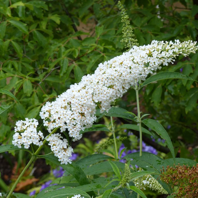 Buddleja davidii Rêve de Papillon Blanc - Sommerflieder (Flowering)