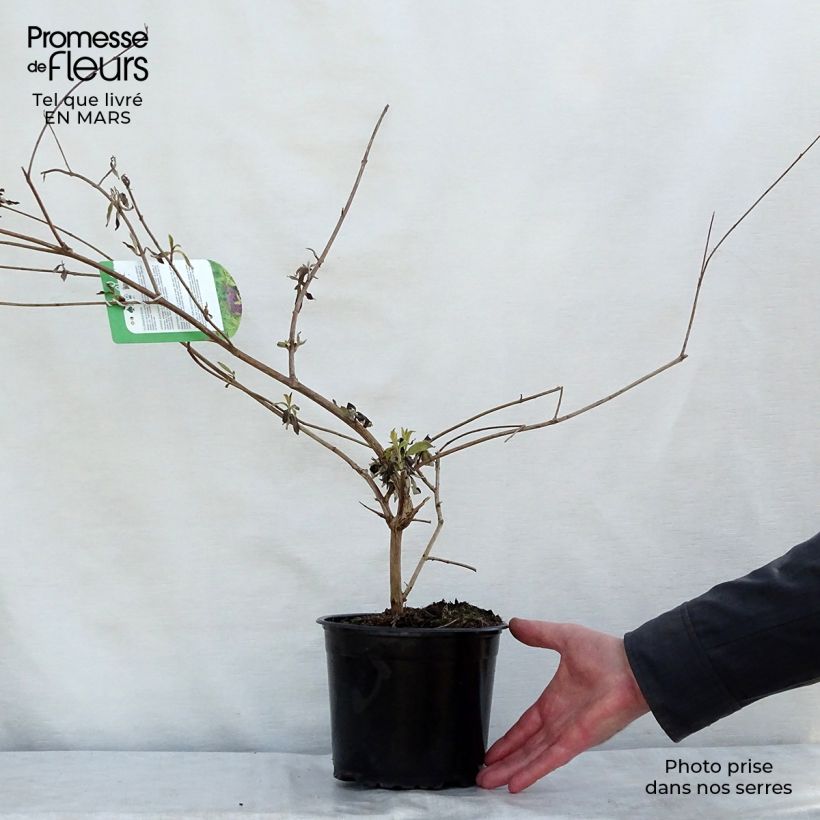 Exemplar von Buddleja davidii Santana - Sommerflieder Topf mit 2L/3L wie im Frühjahr geliefert