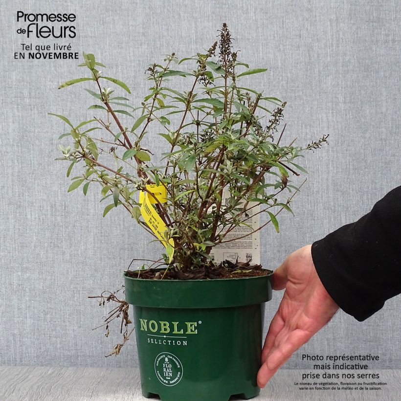 Example of Buddleja davidii Sophie - Sommerflieder Topf mit 2L/3L as you get in automne